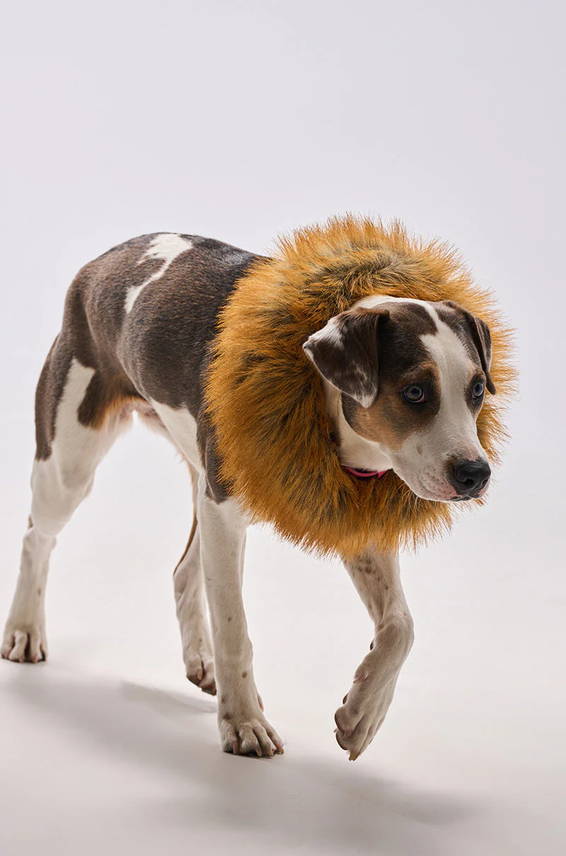 REALLY LIKE THAT FAUX FUR HEADBAND - Image 3